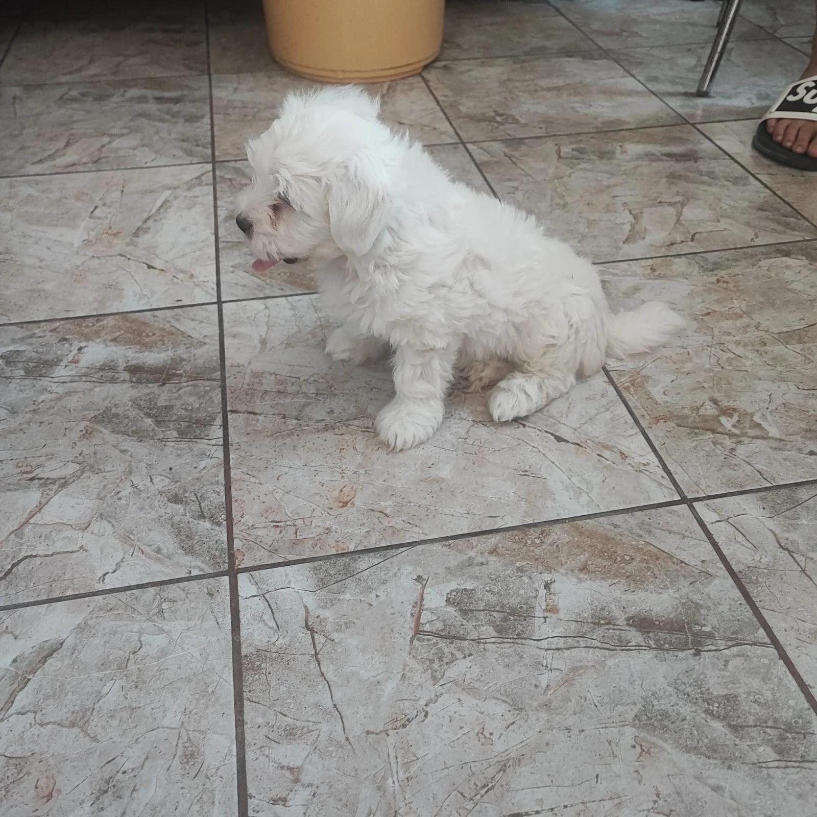 Bichoni Maltezi super jucausi | Dogs | Constanta | 3
