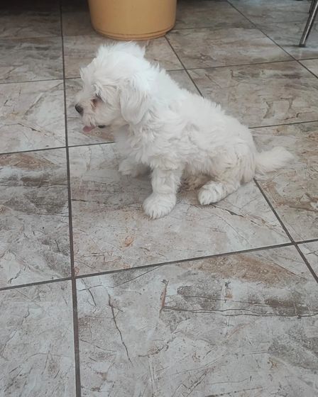 Bichoni Maltezi super jucausi | Dogs | Constanta | 3