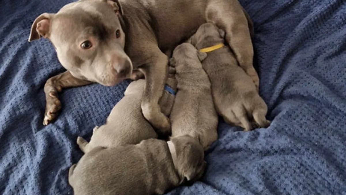 Staffordshire Bull Terrier Pups | Dogs | London | Ad gallery (SEO) | 3