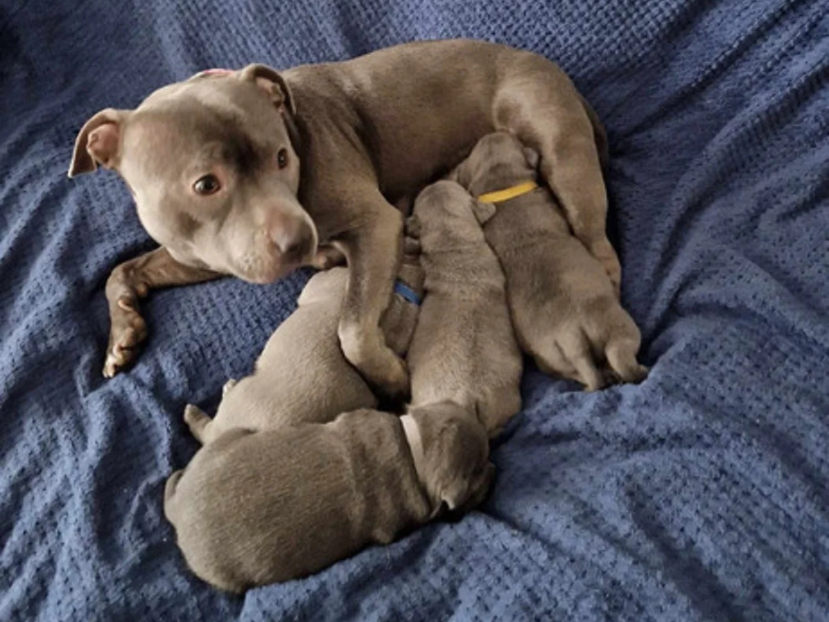 Staffordshire Bull Terrier Pups | Dogs | London | Ad gallery (SEO) | 2