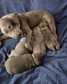 Staffordshire Bull Terrier Pups