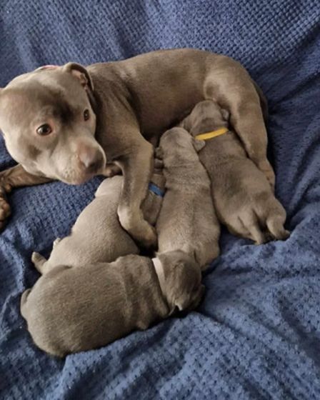 Staffordshire Bull Terrier Pups | Dogs | London | 1