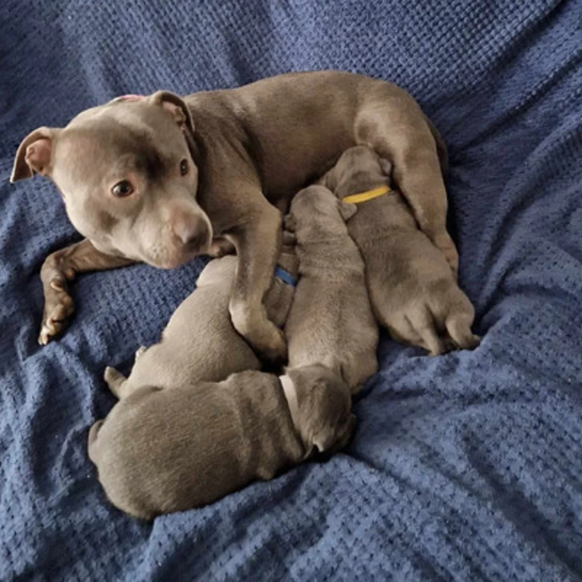 Staffordshire Bull Terrier Pups | Dogs | London | Ad gallery (SEO) | 1