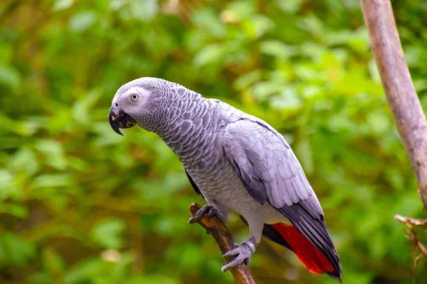 Best Parrot Breeder | Certified & Licensed Parrot Breeder
