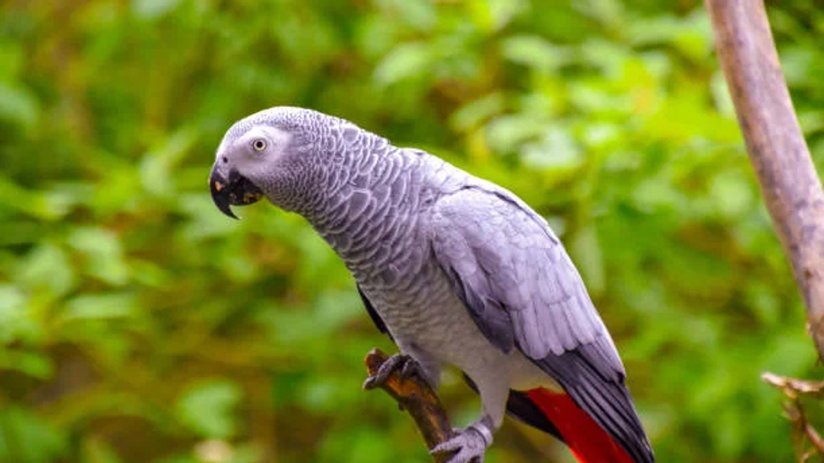 Best Parrot Breeder | Certified & Licensed Parrot Breeder | Birds | Birmingham | Ad gallery (SEO) | 3