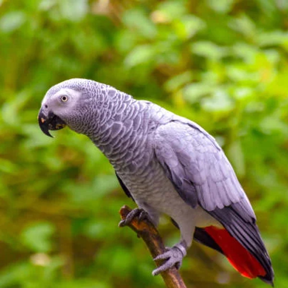 Best Parrot Breeder | Certified & Licensed Parrot Breeder | Birds | Birmingham | Ad gallery (SEO) | 1
