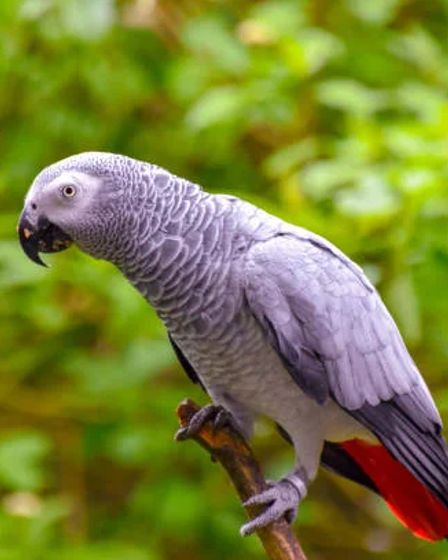 Best Parrot Breeder | Certified & Licensed Parrot Breeder | Birds | Birmingham | 1