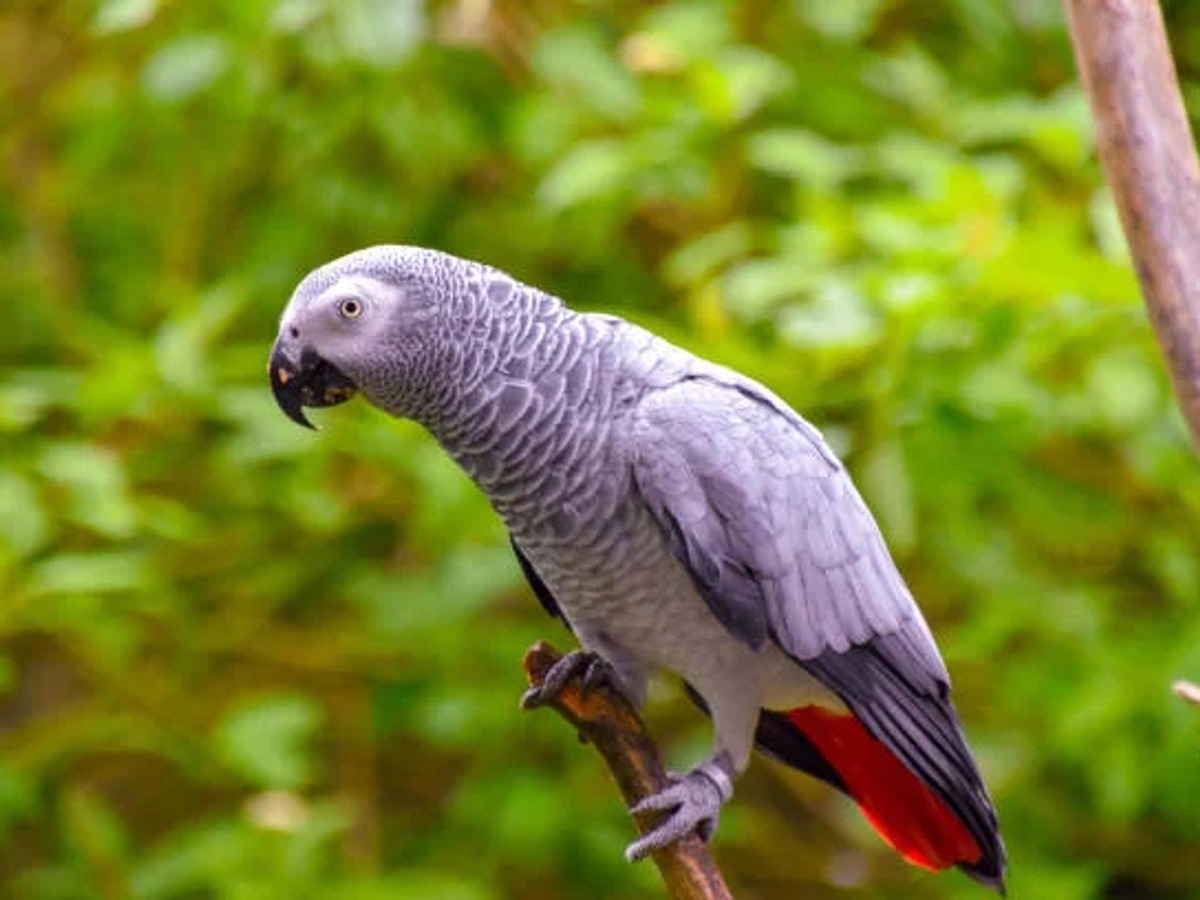 Best Parrot Breeder | Certified & Licensed Parrot Breeder | Birds | Birmingham | Ad gallery (SEO) | 2