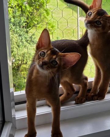 Abyssinian kittens