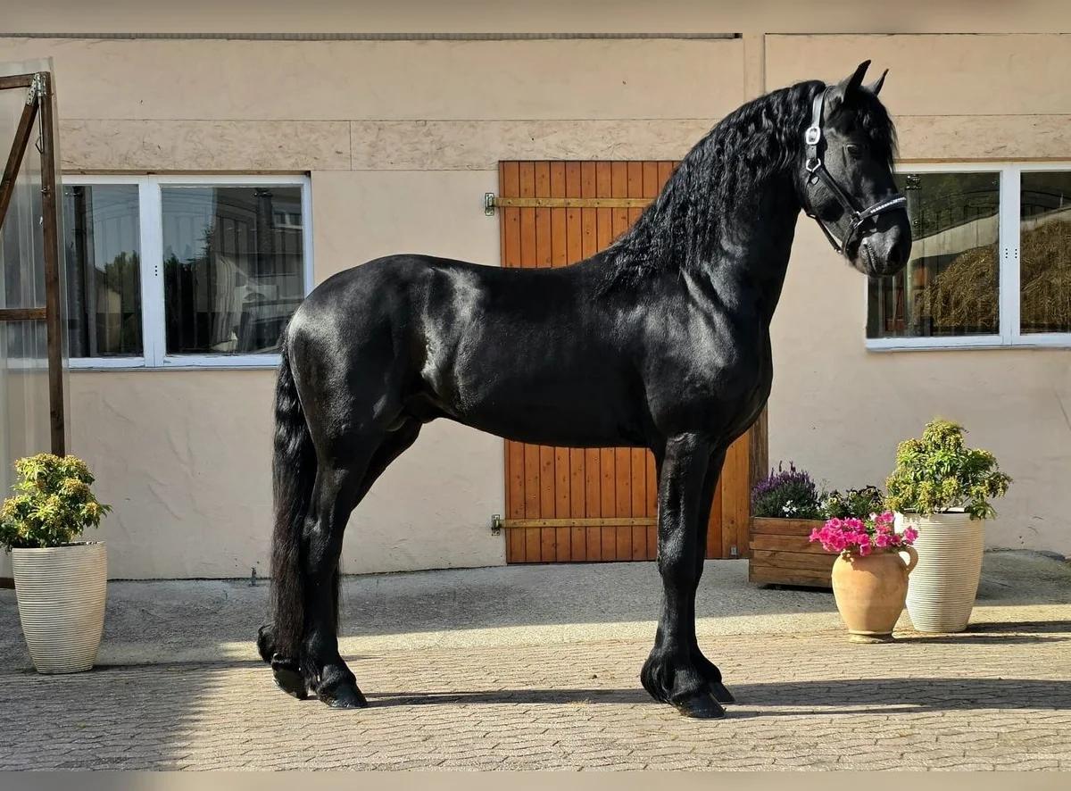 Beautiful Frisian Horse Available for sale