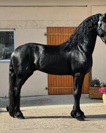 Beautiful Frisian Horse Available for sale