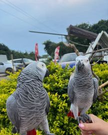 DNA Tested Tamed African Grey Parrots Available