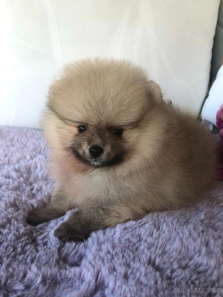 Pomeranian Puppies