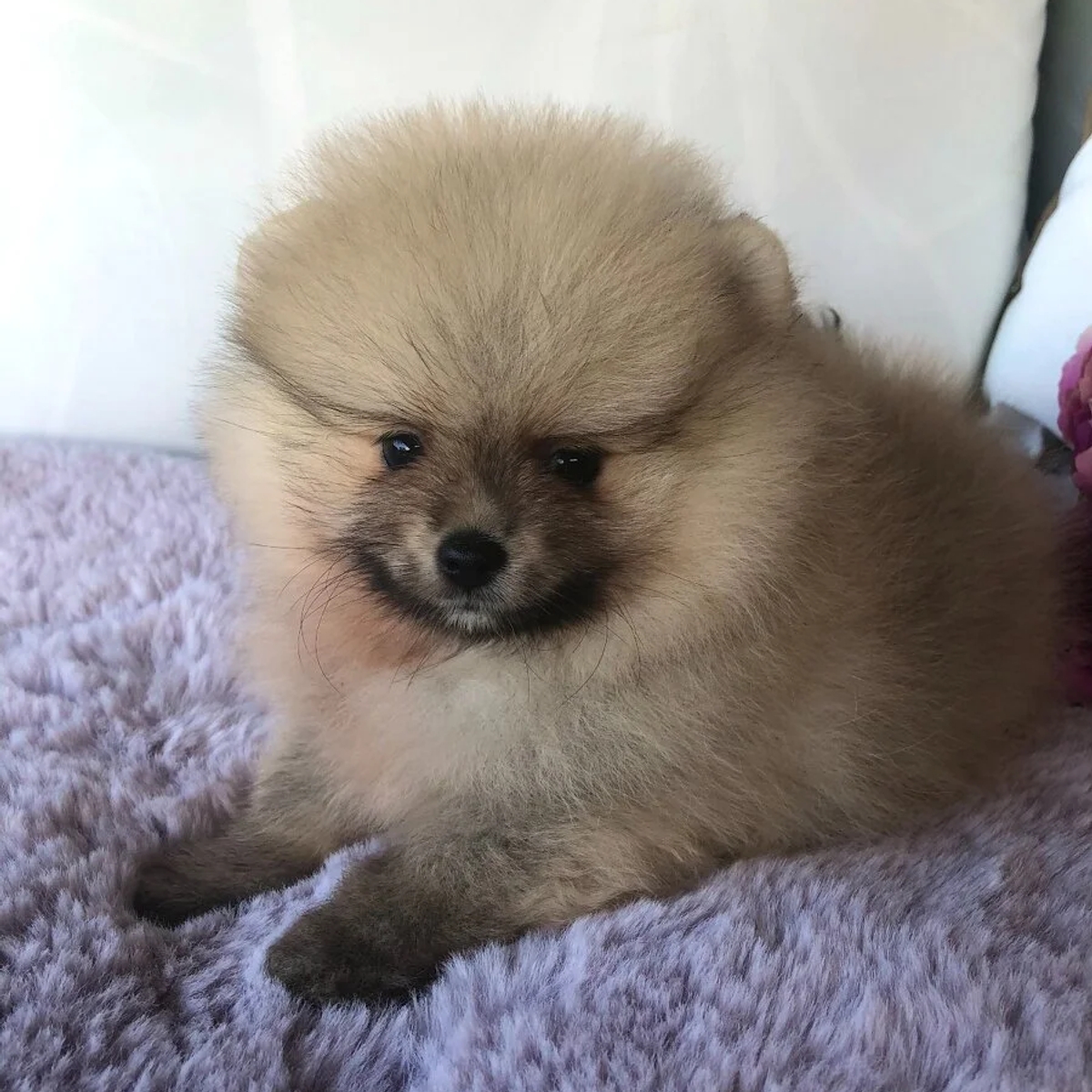 Pomeranian Puppies | Dogs | Prague | Ad gallery (SEO) | 1
