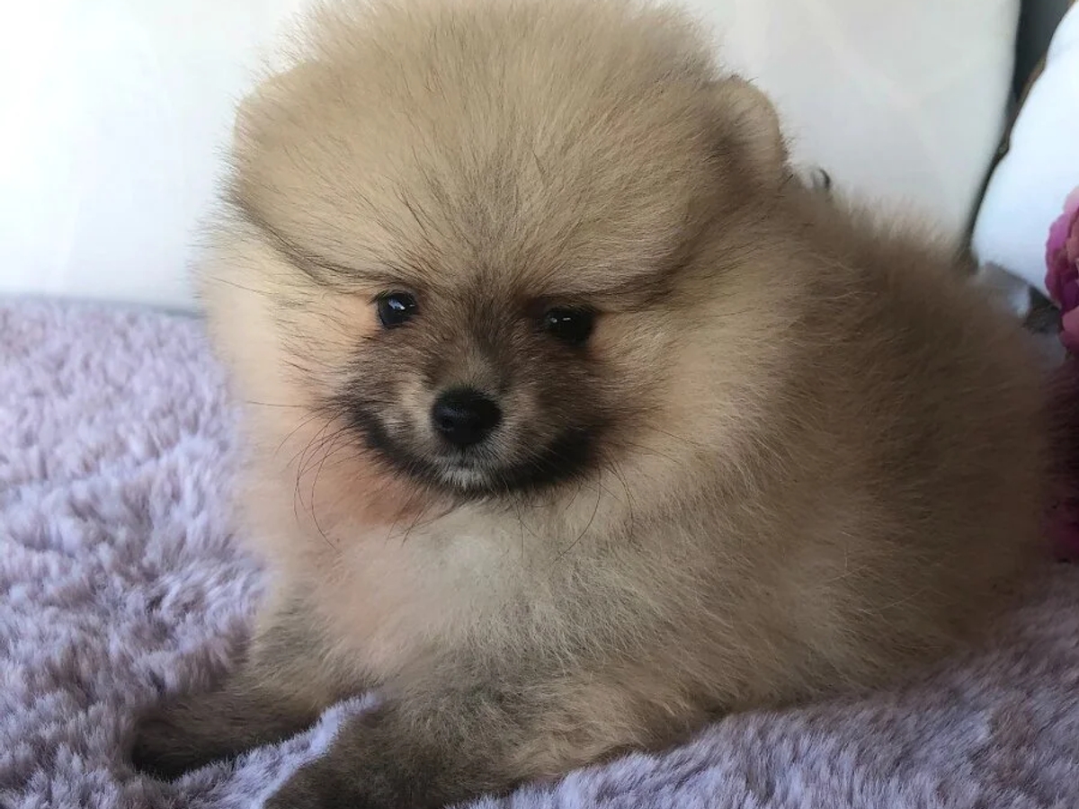 Pomeranian Puppies | Dogs | Prague | Ad gallery (SEO) | 2
