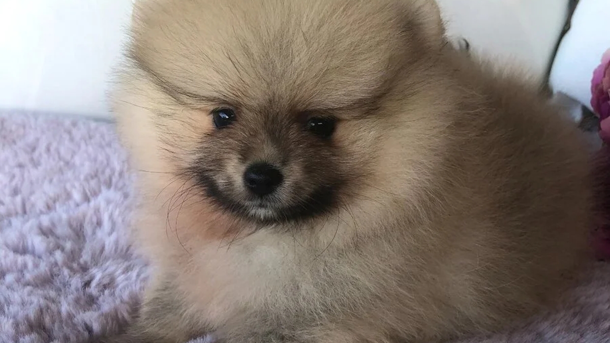 Pomeranian Puppies | Dogs | Prague | Ad gallery (SEO) | 3