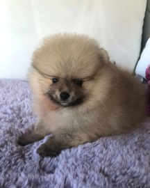 Pomeranian Puppies