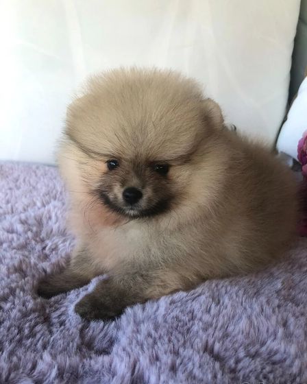 Pomeranian Puppies | Dogs | Prague | 1