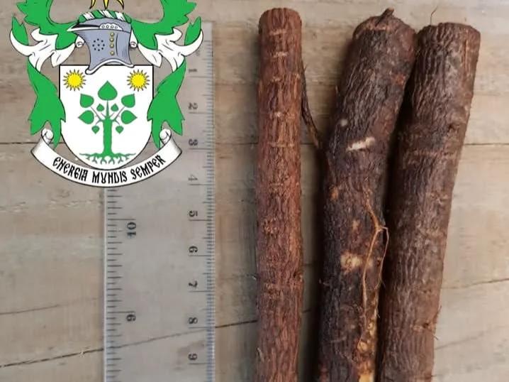 Paulownia Europa  - 2