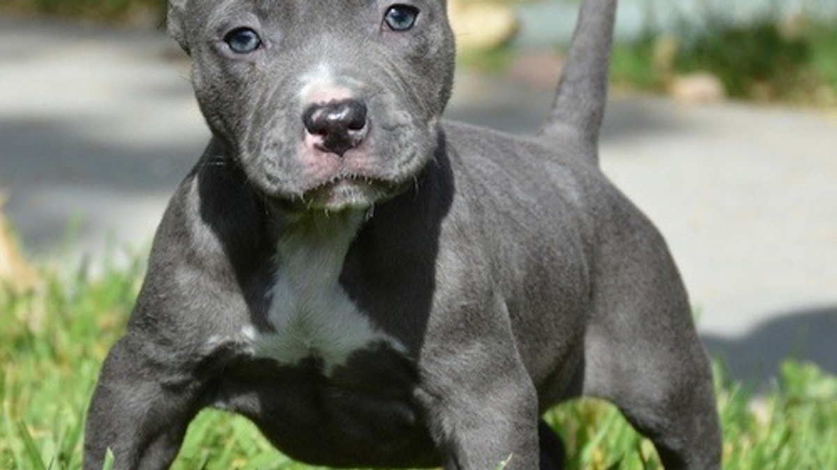 Pitbull bulls for free adoption | Dogs | Las Palmas | Ad gallery (SEO) | 3