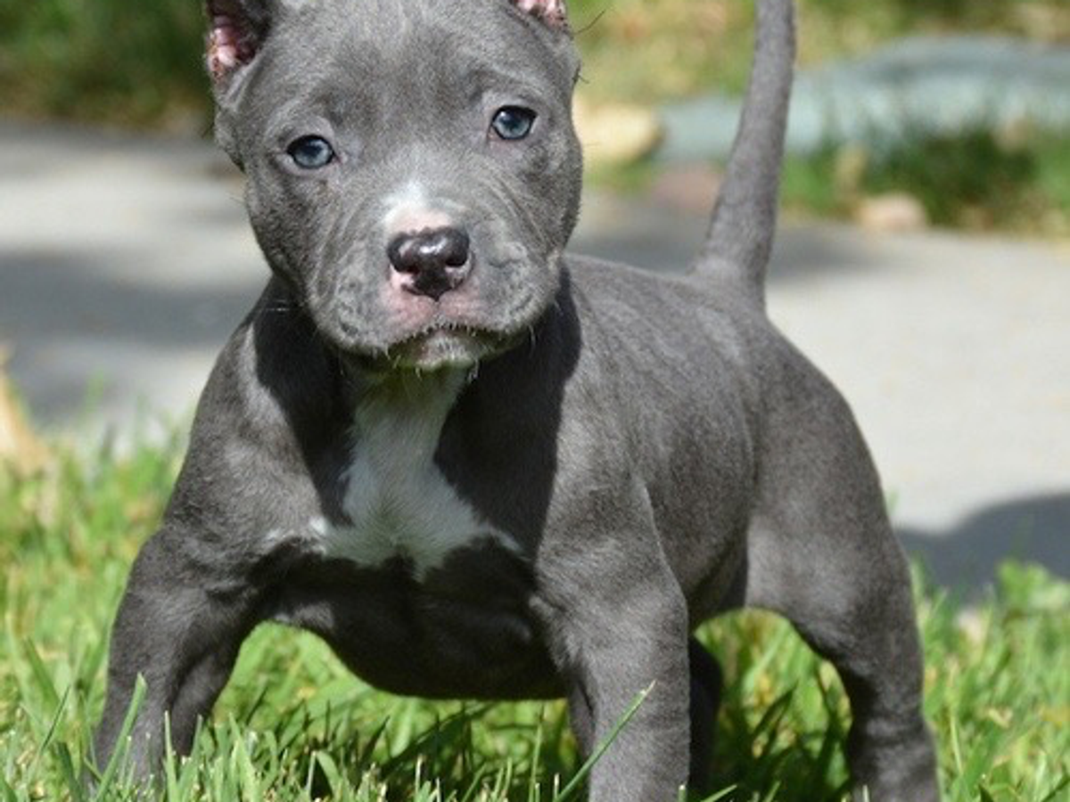 Pitbull bulls for free adoption | Dogs | Las Palmas | Ad gallery (SEO) | 2