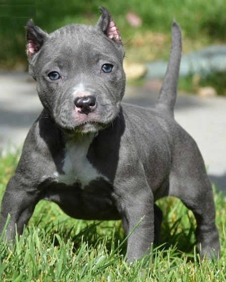 Pitbull bulls for free adoption | Dogs | Las Palmas | 1