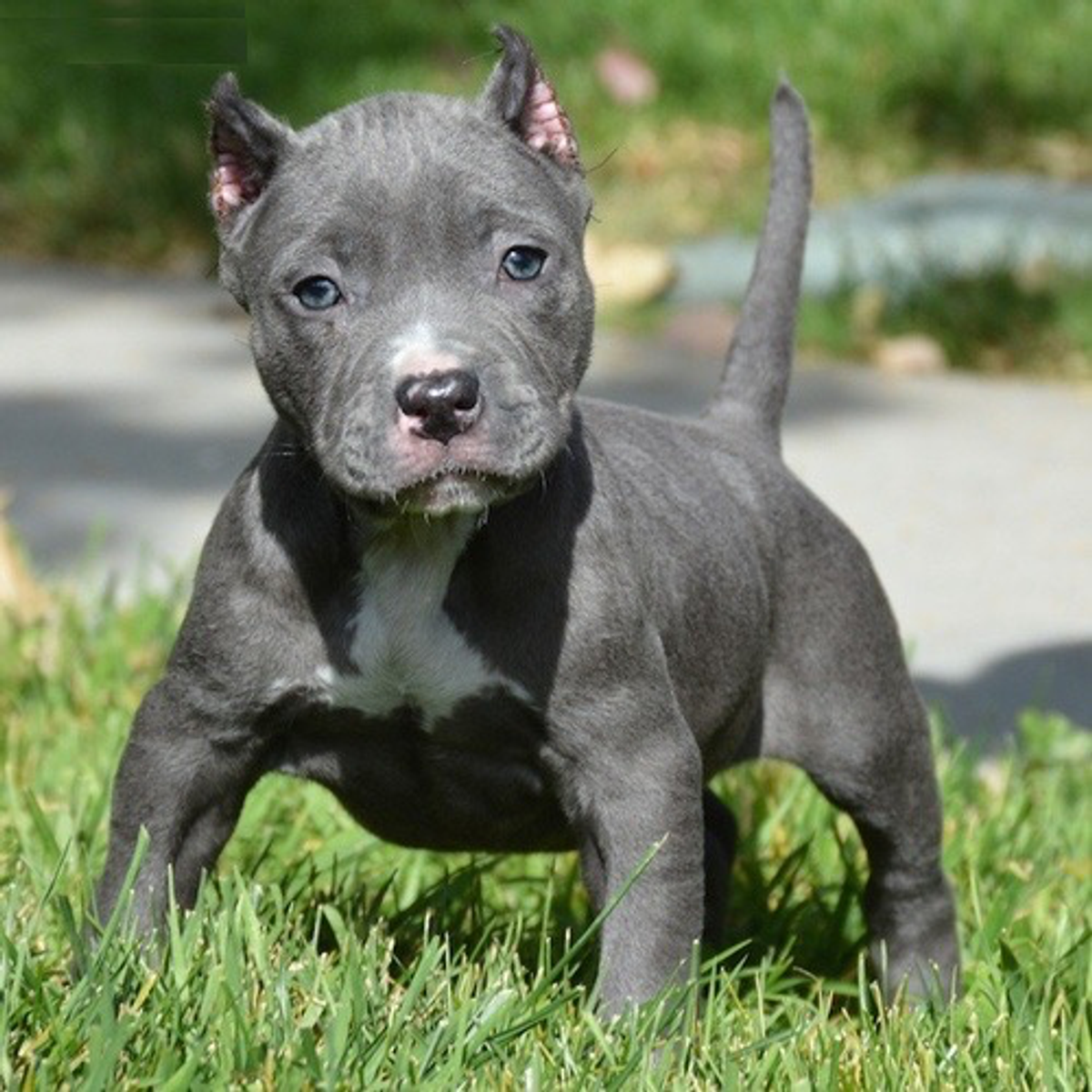 Pitbull bulls for free adoption | Dogs | Las Palmas | Ad gallery (SEO) | 1