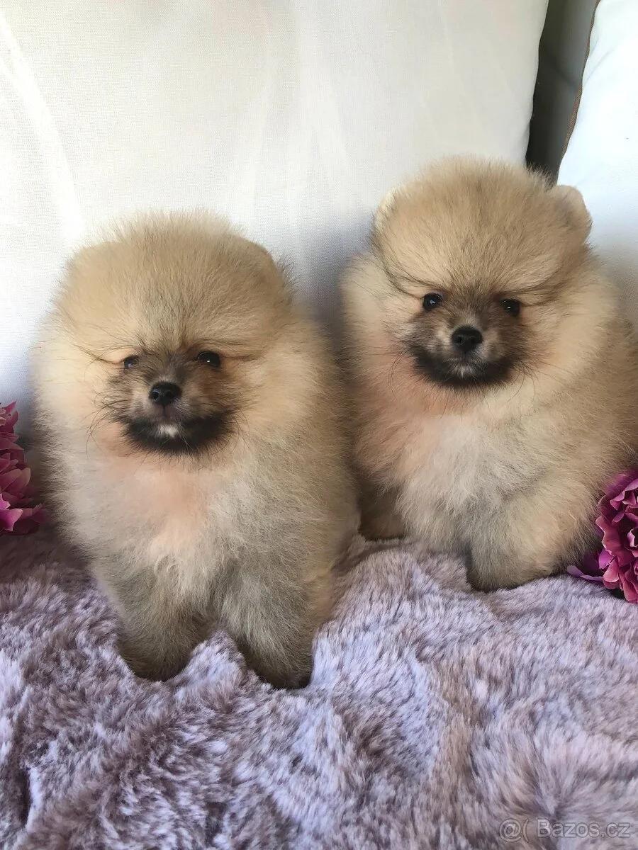 Pomeranian Puppies | Dogs | Prague | 2