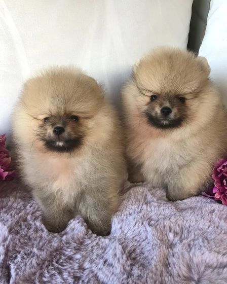 Pomeranian Puppies | Dogs | Prague | 2