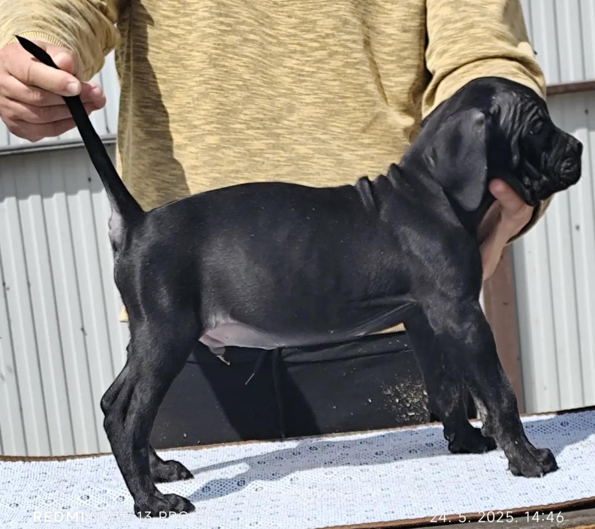 Cane Corso Kane Korso | Dogs | Belgrade | 6