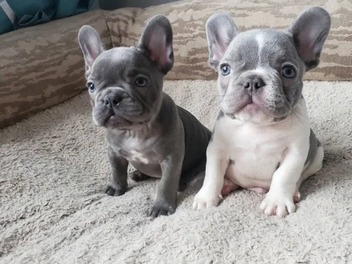 Male and Female Trained French Bulldog Puppies | Dogs | Berlin | Ad gallery (SEO) | 2