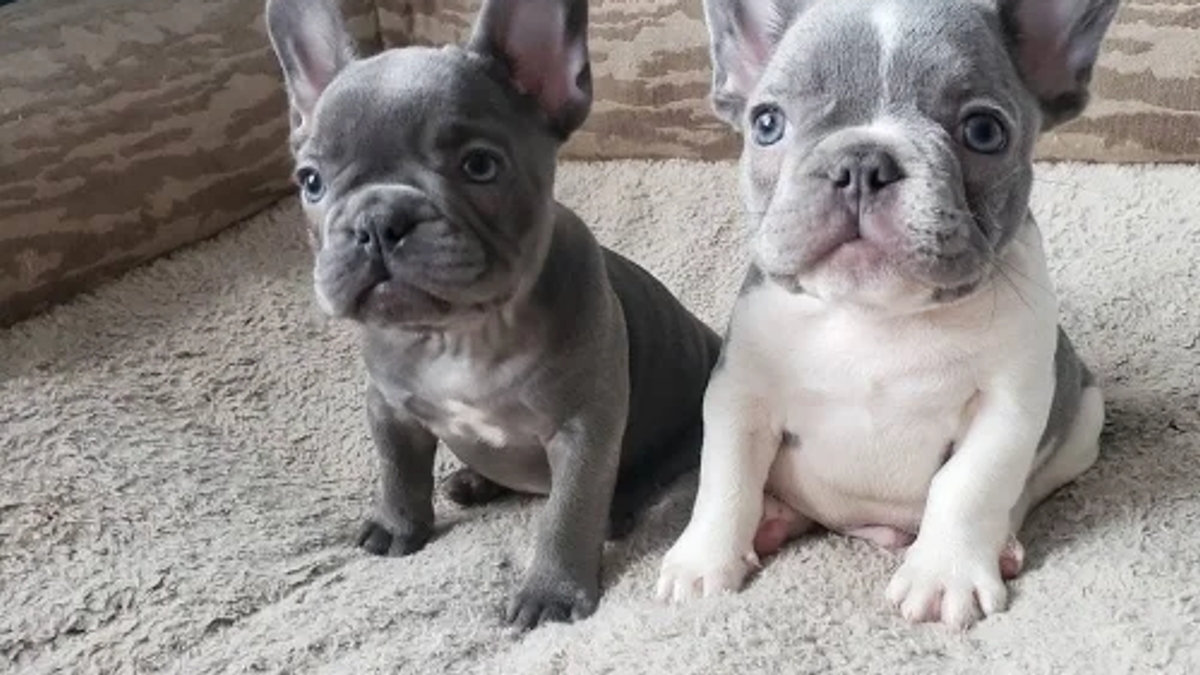 Male and Female Trained French Bulldog Puppies | Dogs | Berlin | Ad gallery (SEO) | 3