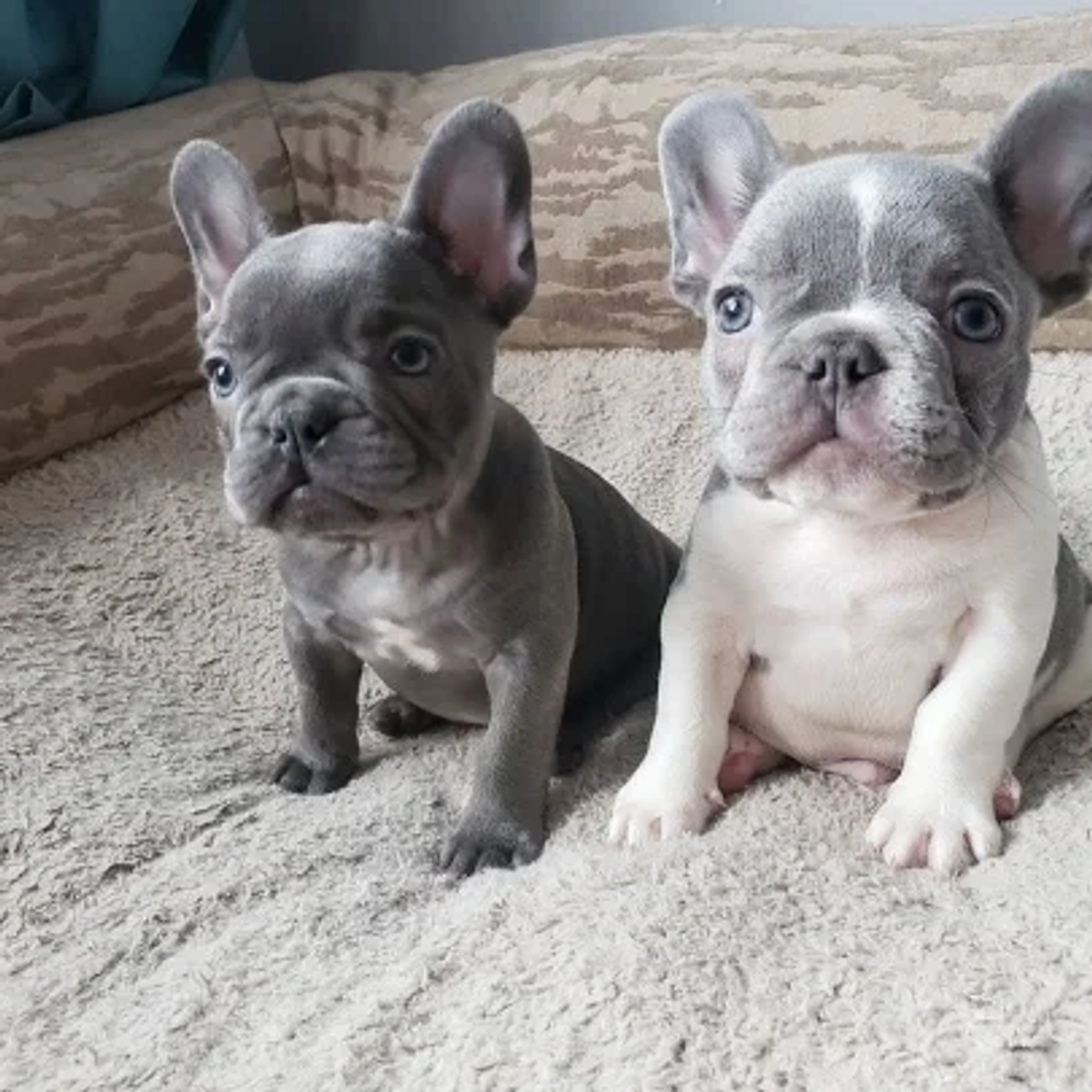 Male and Female Trained French Bulldog Puppies | Dogs | Berlin | Ad gallery (SEO) | 1