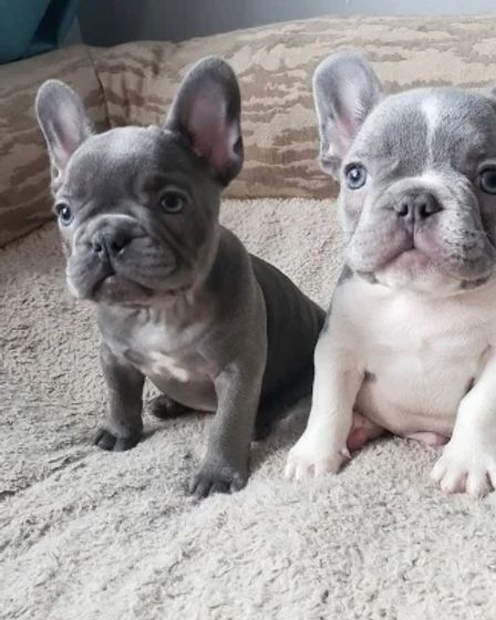 Male and Female Trained French Bulldog Puppies | Dogs | Berlin | 1