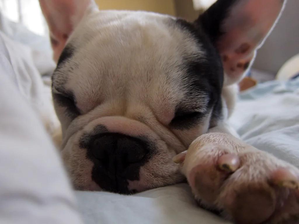 Adoptez un adorable chiot bouledogue français | Dogs | Esch-sur-Alzette | 3