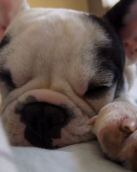 Adoptez un adorable chiot bouledogue français | Dogs | Esch-sur-Alzette | 3