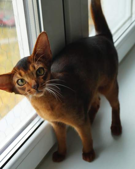 Abyssinian kitten | Cats | Riga | 2