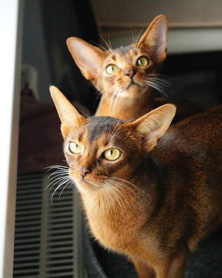 Abyssinian kitten | Cats | Riga | 5