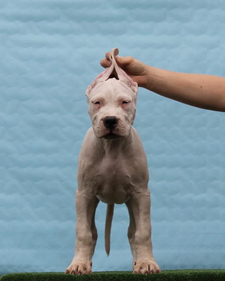 Dogo Argentino Puppies  Premium Litter | Dogs | Zrenjanin | 2