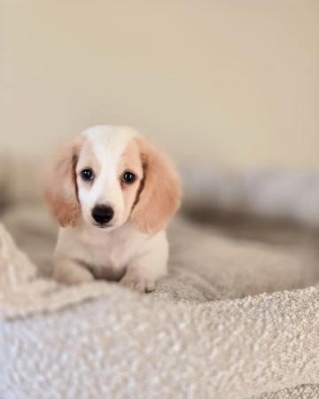 Miniature Dachshund 