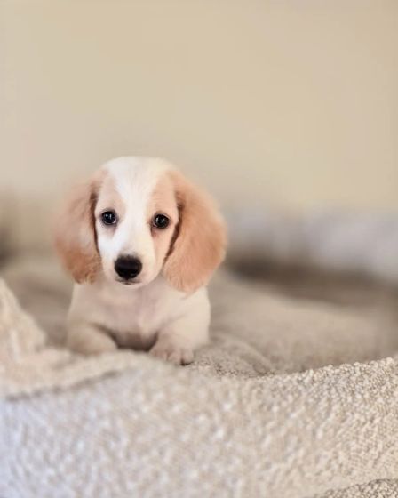 Miniature Dachshund | Dogs | Hamburg | 4