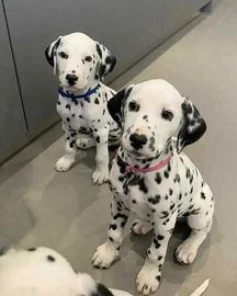 Nice and Healthy Great Dane Puppies Available