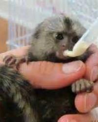 Home Train Marmoset Monkeys Available