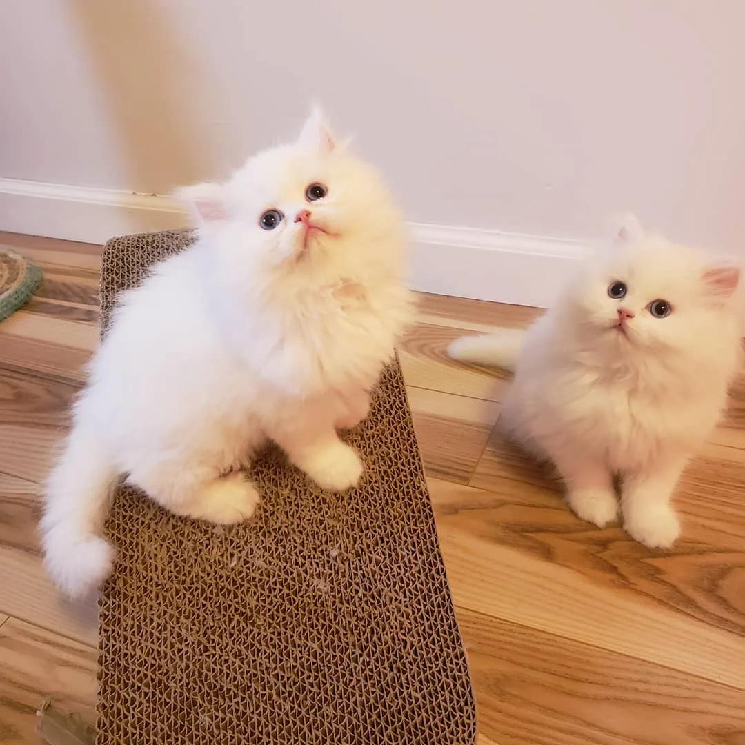 Pedigree Persian Kittens For Sale | Cats | Dublin | 5