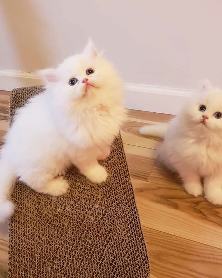 Pedigree Persian Kittens For Sale | Cats | Dublin | 5