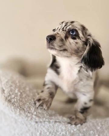 Miniature Dachshund