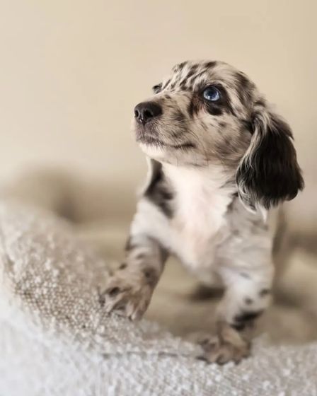 Miniature Dachshund | Dogs | Hamburg | 2