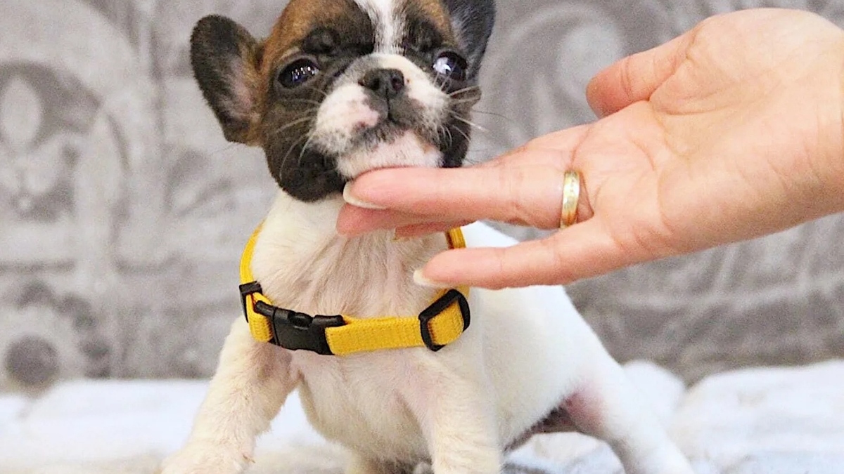 Elite White French Bulldog Male for Sale – 12 Weeks Old – Health Tested Bloodlines | Dogs | London | Ad gallery (SEO) | 3