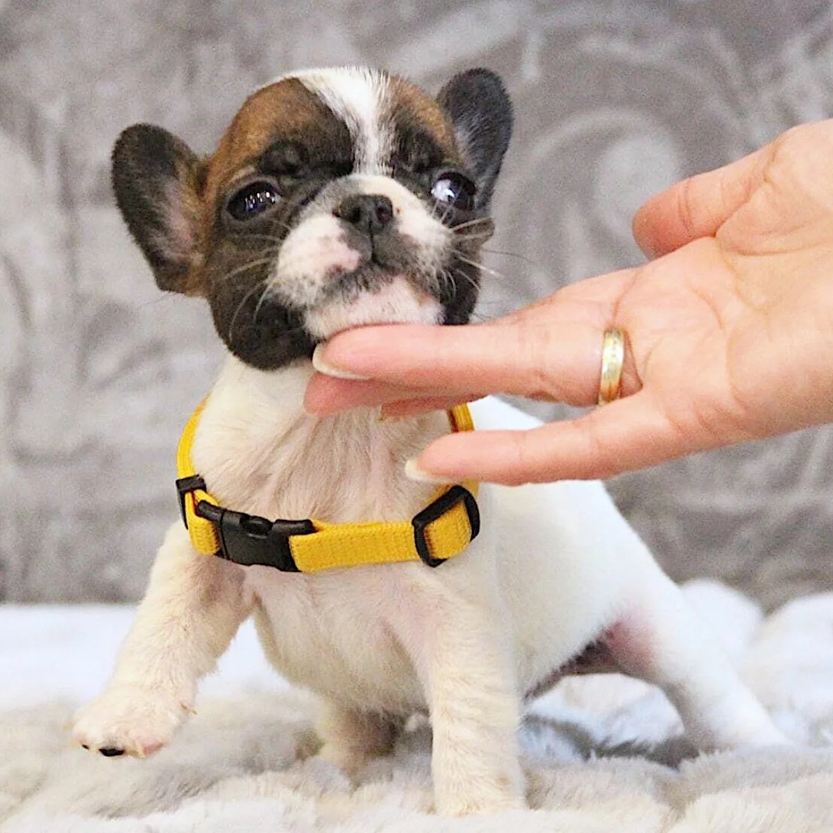 Elite White French Bulldog Male for Sale – 12 Weeks Old – Health Tested Bloodlines | Dogs | London | Ad gallery (SEO) | 1