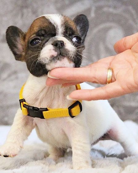 Elite White French Bulldog Male for Sale – 12 Weeks Old – Health Tested Bloodlines | Dogs | London | 1